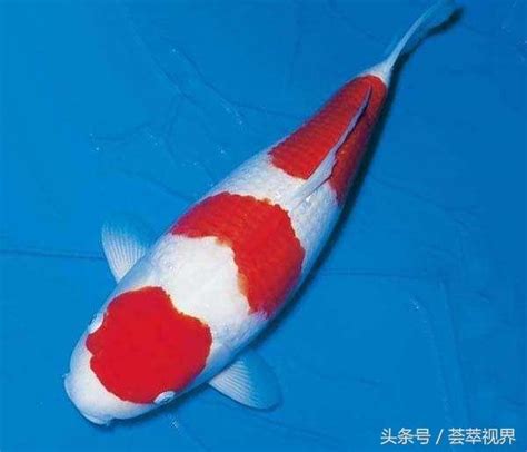 捲尺上的單位 日本錦鯉